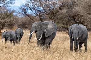 5 Important Tips to Select Package for Jim Corbett National Park 5 Important Tips to Select Package for Jim Corbett National Park